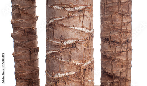 Yucca. Trunk of palm tree on white background photo