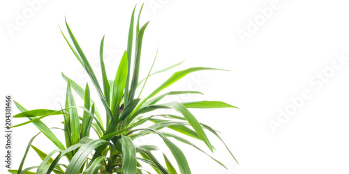 Fresh Yucca plant on a white background