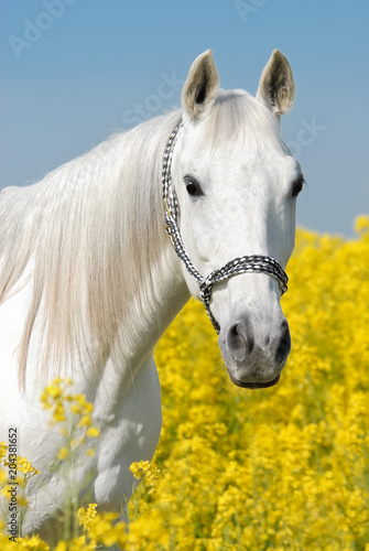 Portrait of a gray horse with white hair coat in a yellow field of rapeseed 