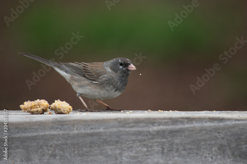 A tiny morsel of food falls from the mouth of this cute little dark eyed junco bird as it stands on the backyard deck railing. A bokeh effect makes the bird stand out nicely.