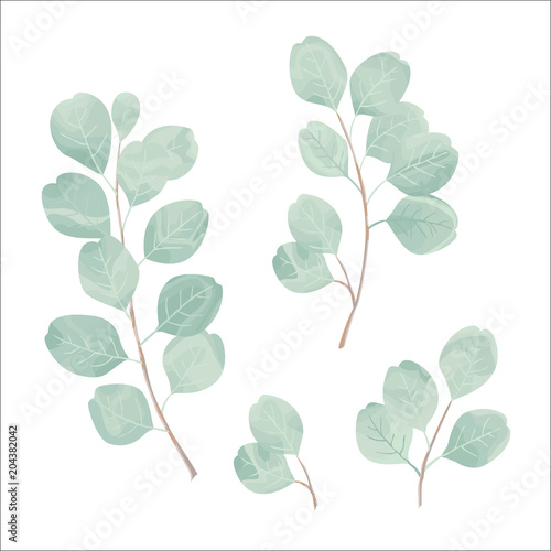 Silver dollar eucaliptus leaves vector set. Natural branches, greenery vector 
illustration. Perfect for your design invitation, wedding or greeting cards, patterns and backgrounds, textile, print.