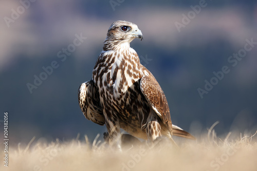 The saker falcon (Falco cherrug) female sitting on the ground in a yellow grass.