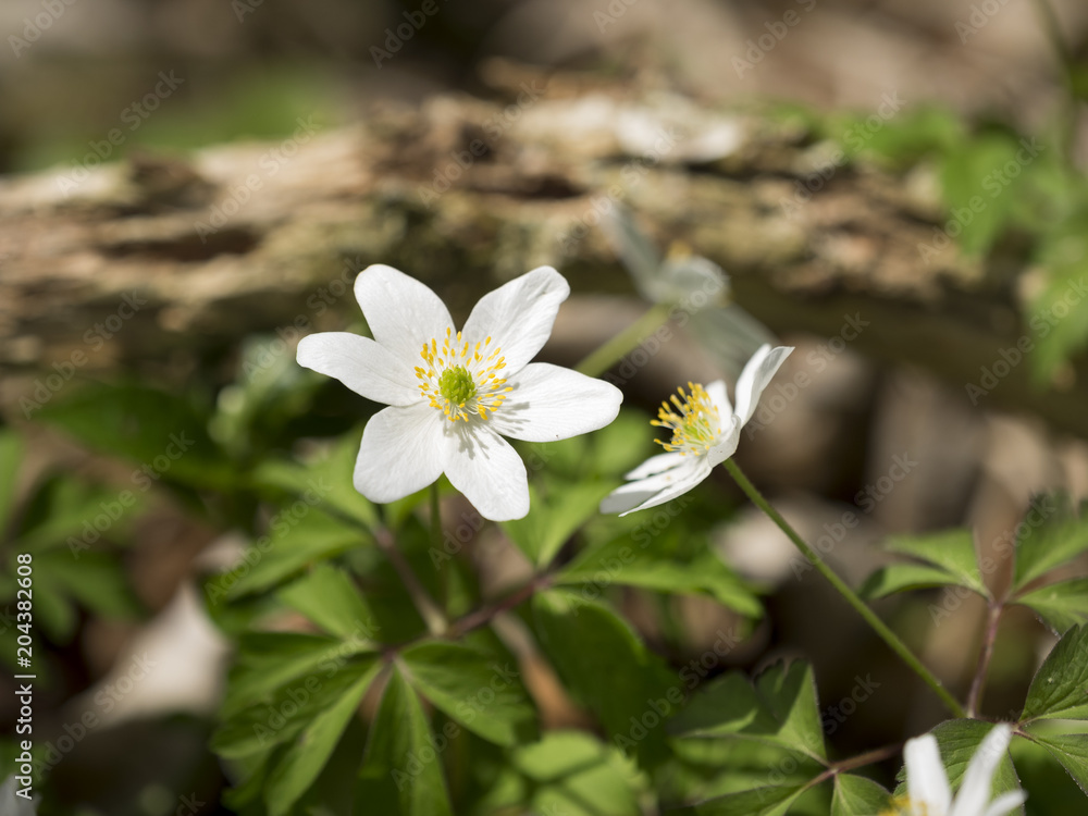 Weiße Büschwindröschen im Wald Weiße Büschwindröschen im Wald