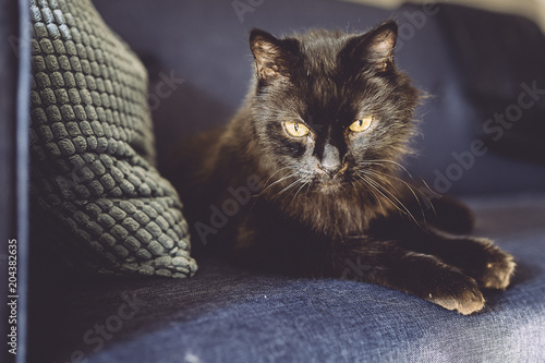 Chat noir © PicsArt