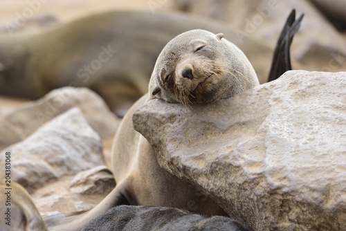 robbenkolonie, cape cross namibia