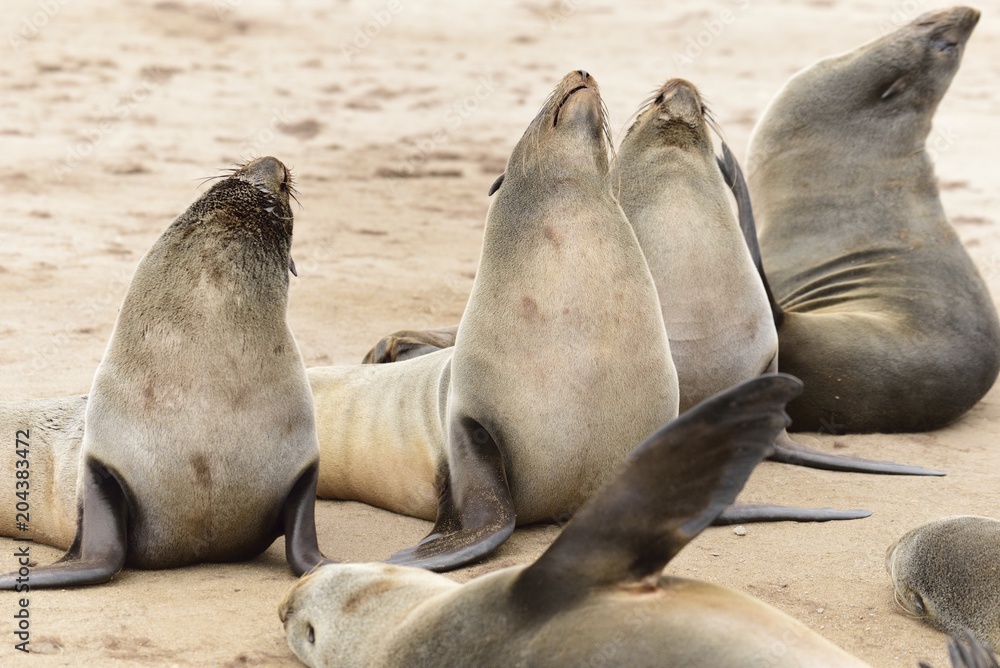 Fototapeta premium Robbenkolonie, Cape Cross Namibia