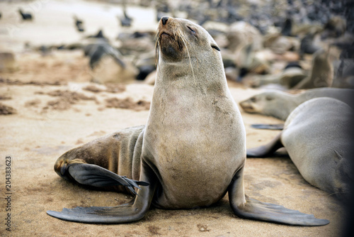 Robbenkolonie Cape Cross, Namibia