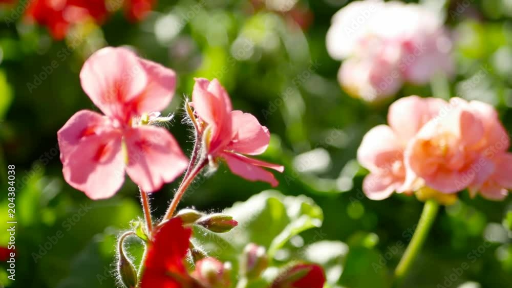Bright multicolored pelargonium flowers in bloom in soft focus with bokeh. Tender Geranium in spring garden Bright multicolored pelargonium flowers in bloom in soft focus with bokeh. Tender Geranium in spring garden