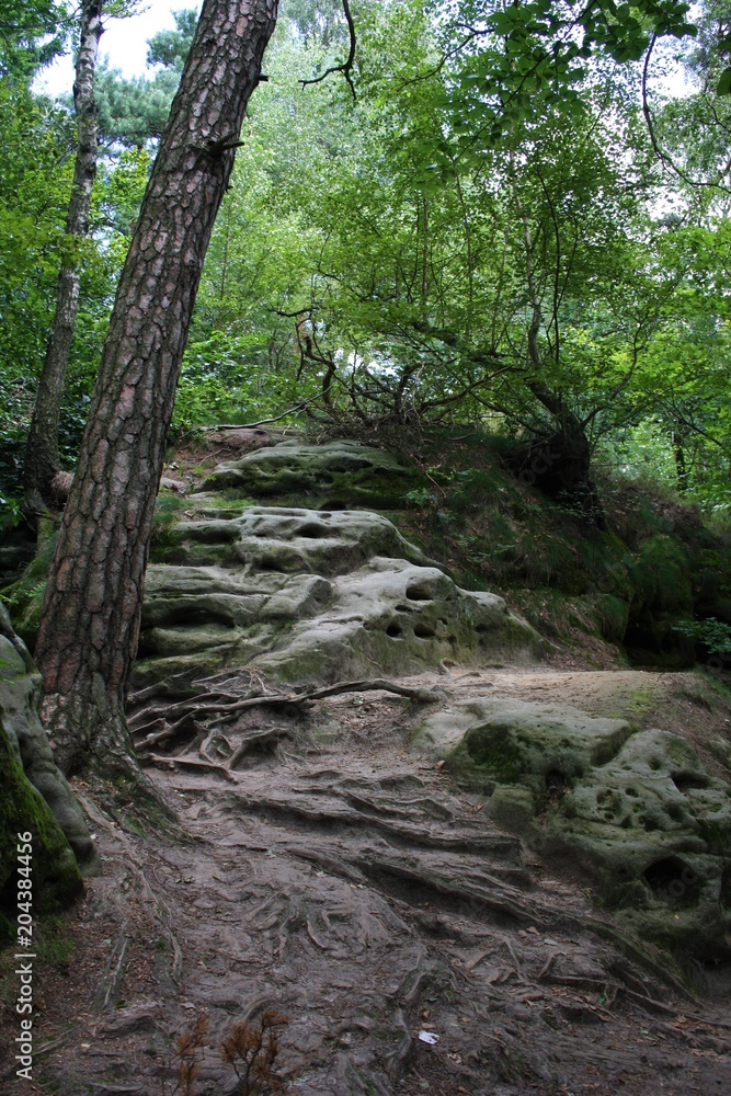 Treppe aus Stein und Wurzeln Treppe aus Stein und Wurzeln