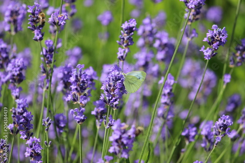 Von Lavendel und Schmetterlingen © Elli Piep