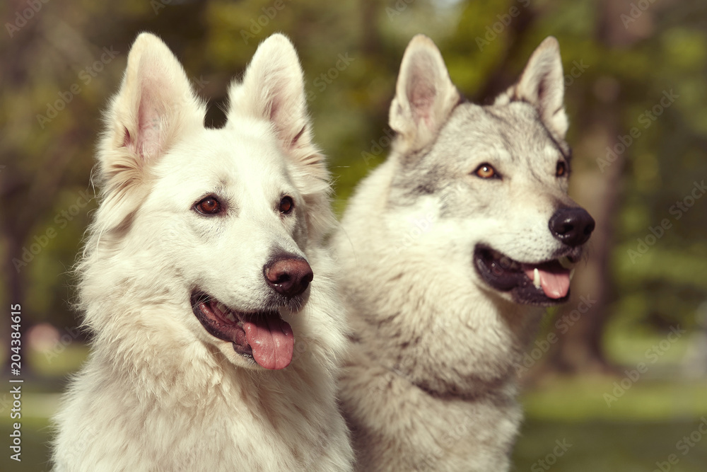 Couple of gray wolfdog and swiss white shepheard on portrait in spring park