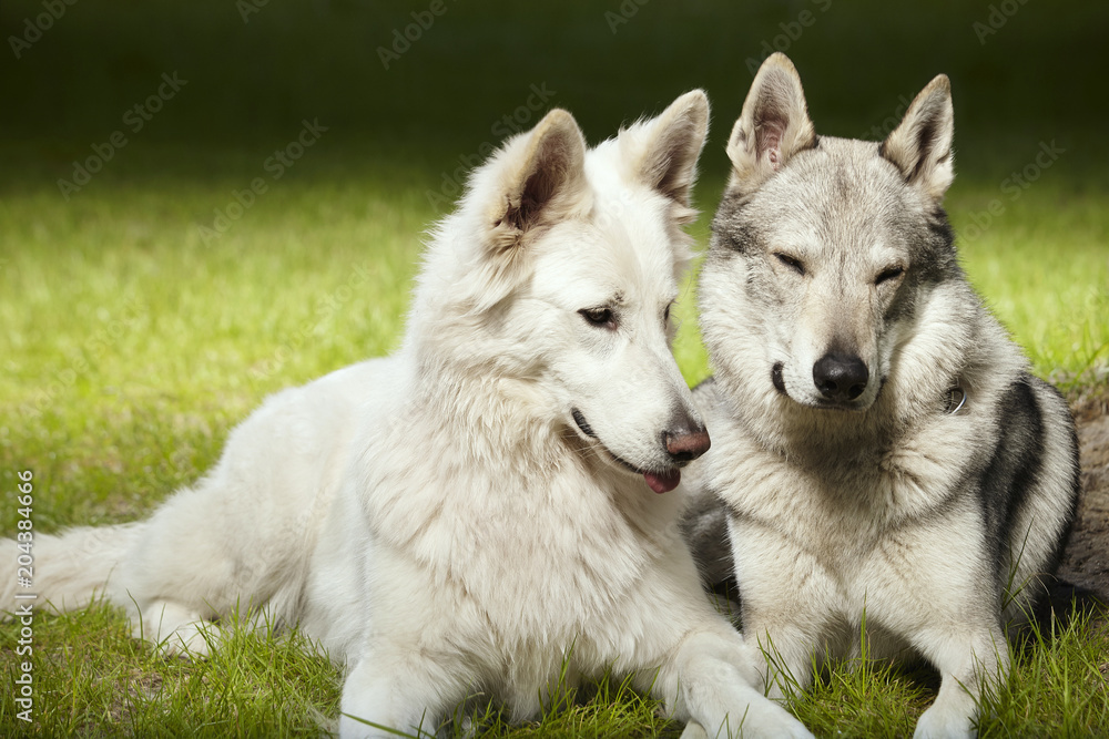 Couple of gray wolfdog and swiss white shepheard enjoying day in spring park