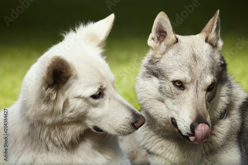 Couple of gray wolfdog and swiss white shepheard on portrait in spring park