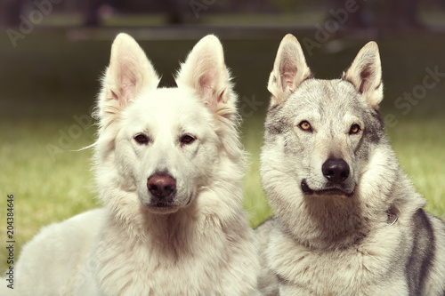 Couple of gray wolfdog and swiss white shepheard posing in spring park photo