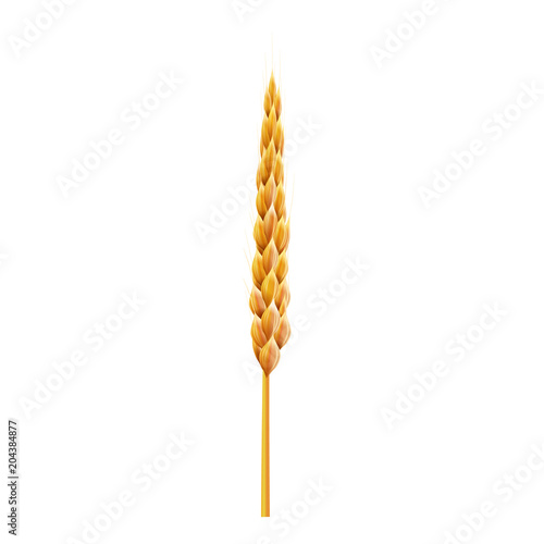 Sinlge wheat ear. 3d Realistic vector illustration. High detailed illustrated.