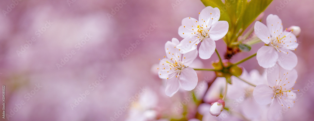 Blooming cherry branch in the spring garden at the wedding ceremony. Blooming cherry branch in the spring garden at the wedding ceremony.