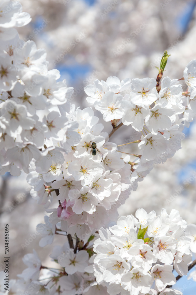 Cherry Blossom