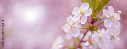 Blooming cherry branch in the spring garden at the wedding ceremony. © sandipruel