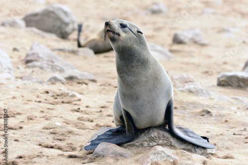 Cape Cross, Robbenkolonie in Namibia
