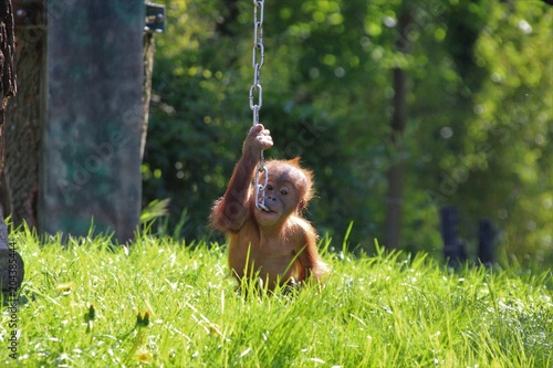 Orangutababy photo