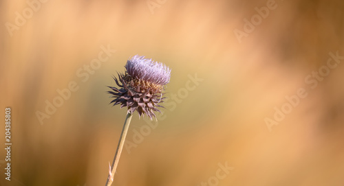  Thorny wild flower in Patagonia  Argentina