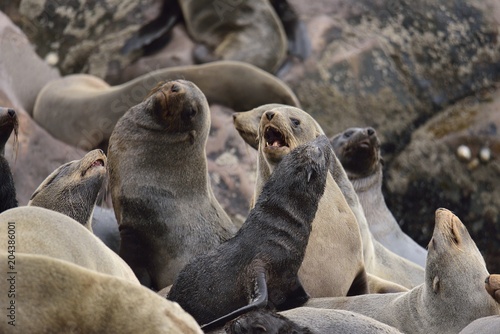 Cape Cross, Robbenkolonie in Namibia