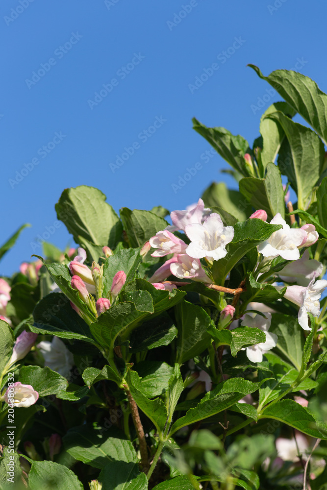 springtime blossom springtime blossom