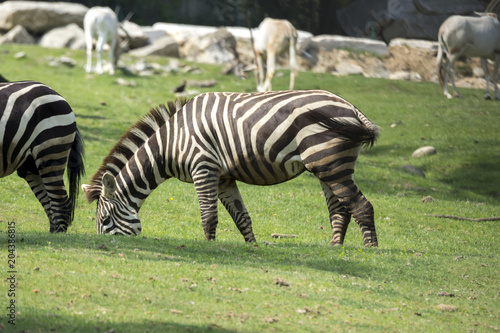 close up of a zebra in a meadow