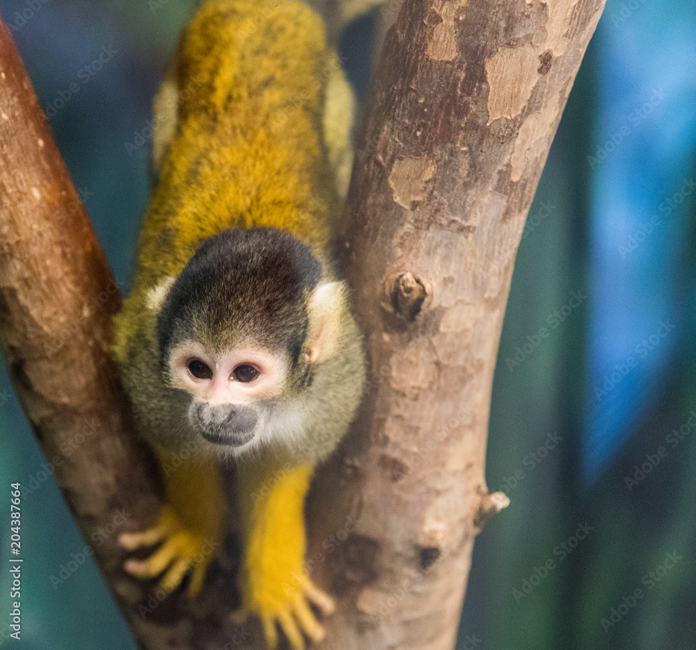Obraz premium Monkey