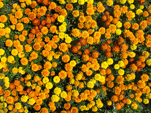 Marigold flowers garland background 