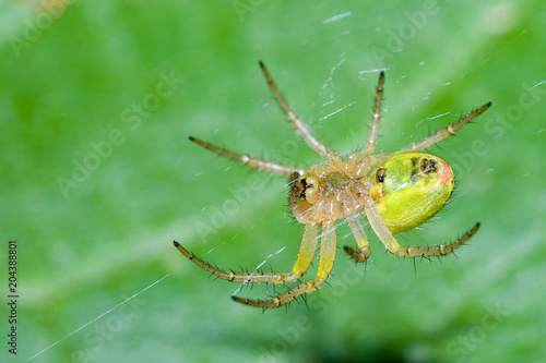 Macrofotografia di un ragno Araniella cucurbitina