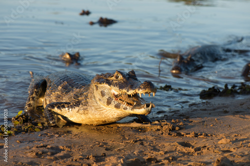 A large caiman, Caiman latirostris, walks down the beach to enter the Cuiaba River.	
