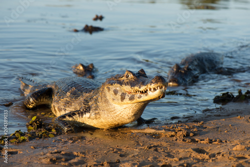 A large caiman, Caiman latirostris, walks down the beach to enter the Cuiaba River.	