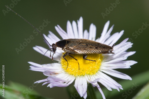 Macrofotografia di un insetto Ectobius photo