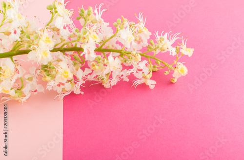 Sprinf Flower Background