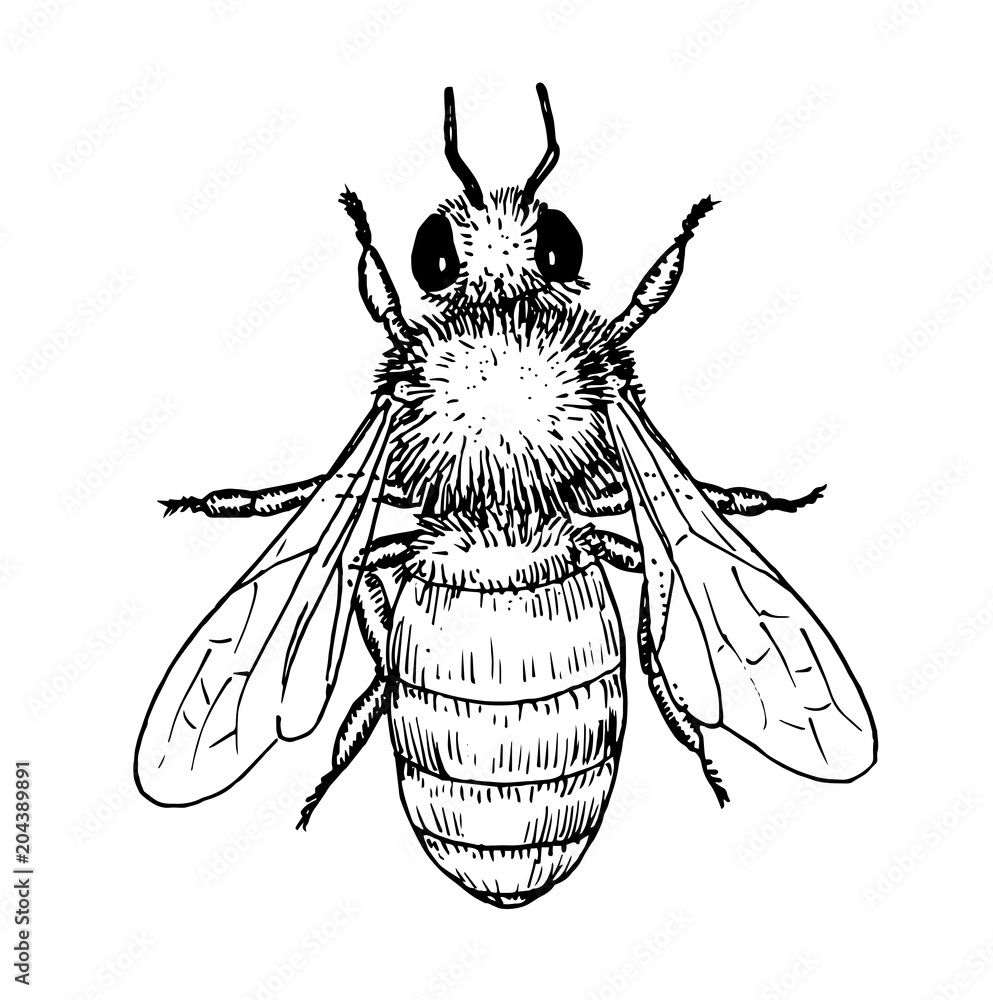 Drawing Of Honey Bee - Hand Sketch Of Insect, Black And White Illustration  เวกเตอร์สต็อก | Adobe Stock