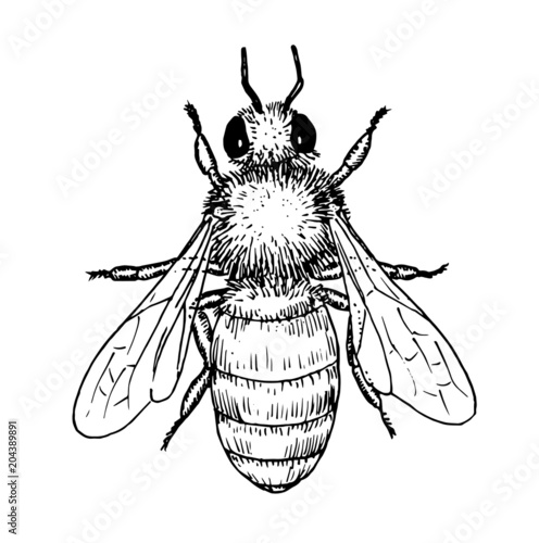 Drawing of honey bee - hand sketch of insect, black and white illustration