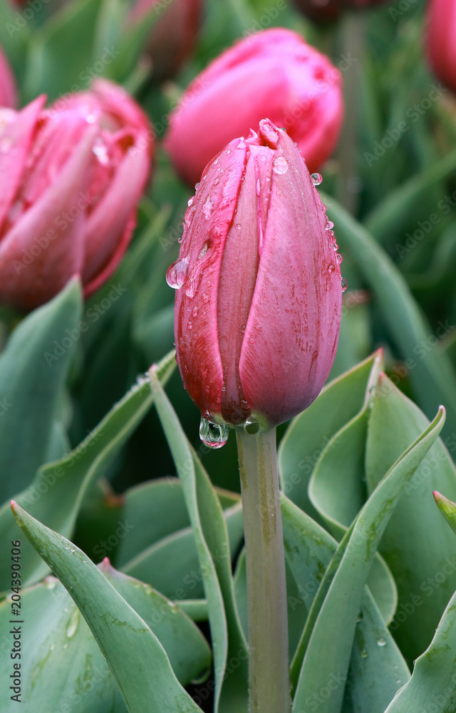 Fototapeta premium Rosa Tulpen im Regen