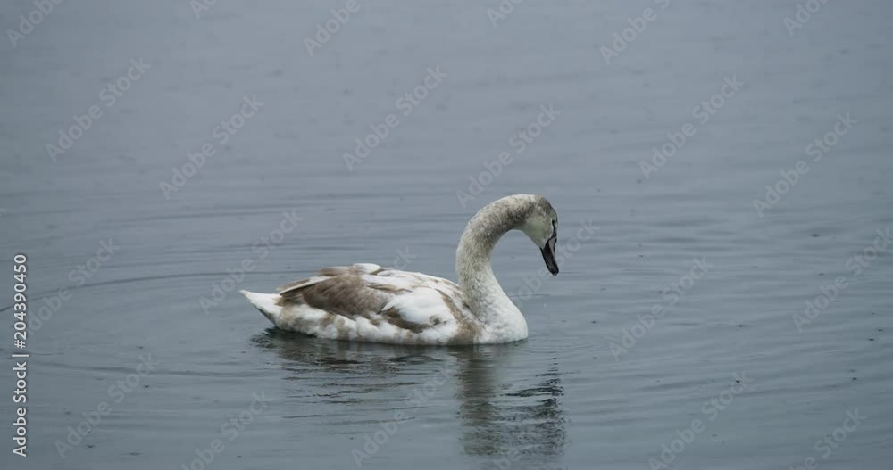 A swan swimming A swan swimming