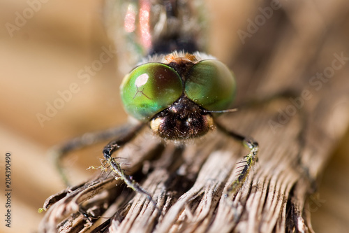 Macrofotografia di un insetto Somatochlora alpestris