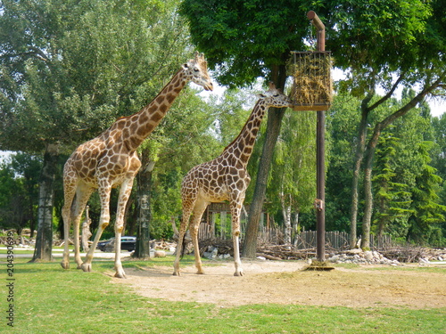 Giraffe