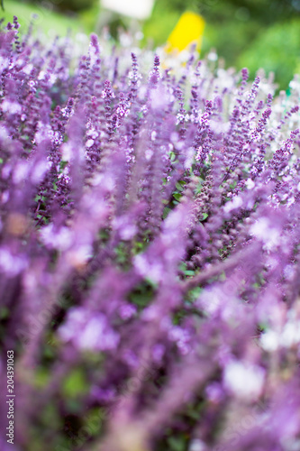 Lavendel querbeet