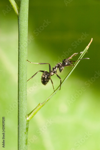 Macrofotografia di un insetto Formica fusca © Il Ciuicì