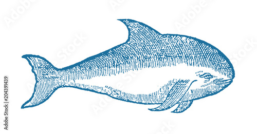 Angry looking harbour porpoise, phocoena whale in side view. Illustration after a historical or vintage woodcut from the 16th century