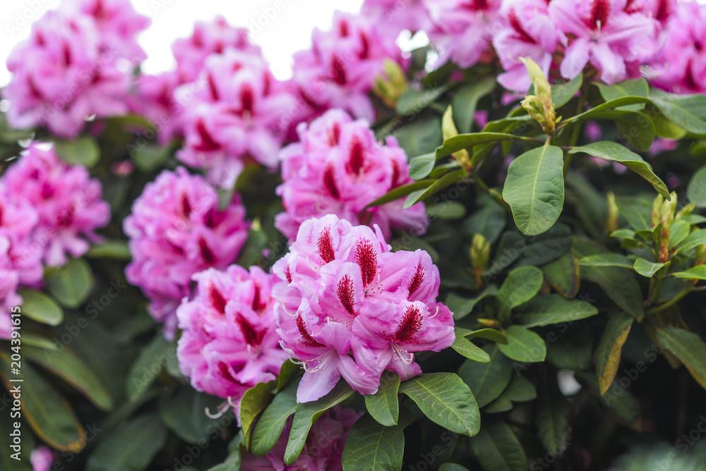 Blooming pink rhododendron flowers during spring.