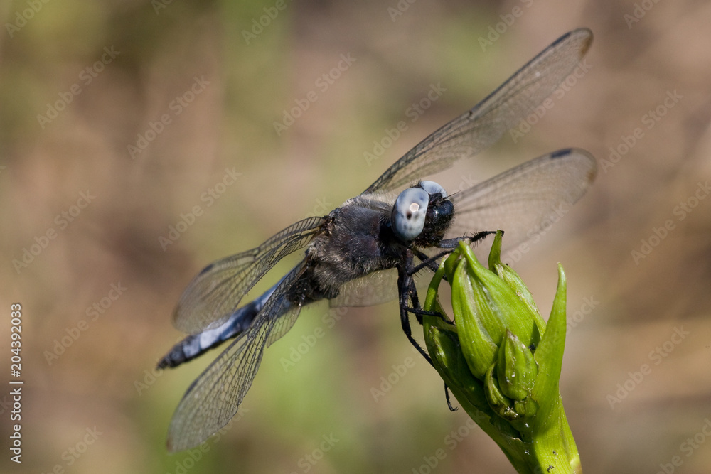 Macrofotografia di un insetto Libellula fulva Macrofotografia di un insetto Libellula fulva