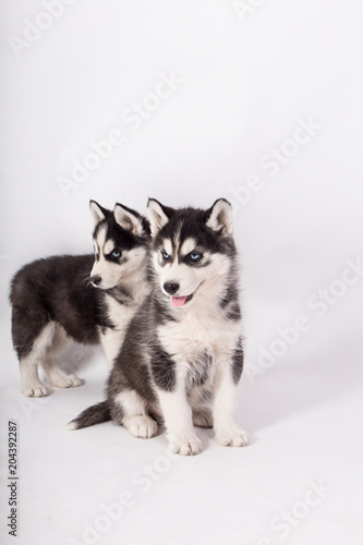 husky, husky on white background, puppy husky, cute puppy husky on white background