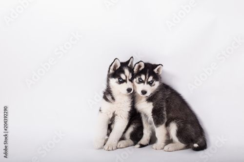 husky, husky on white background, puppy husky, cute puppy husky on white background