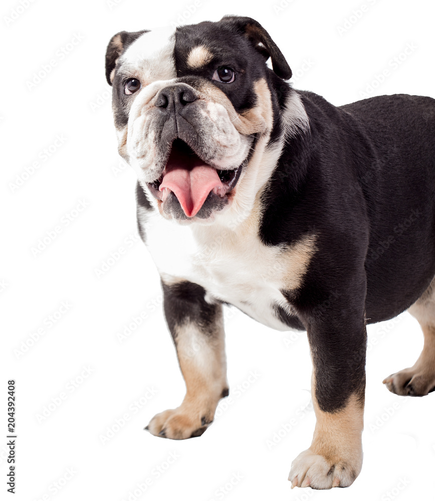 bulldog, bulldog on white background, funny bulldog bulldog, bulldog on white background, funny bulldog