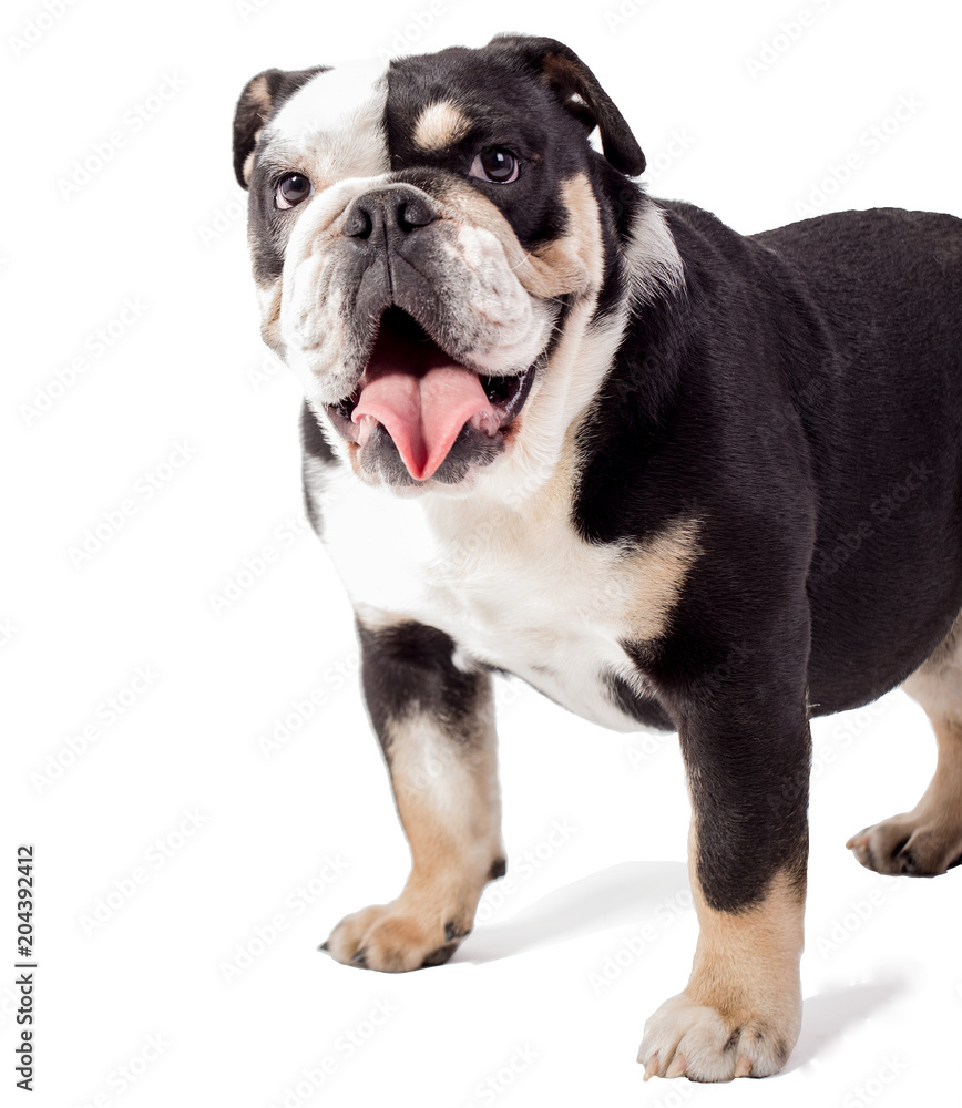 Obraz premium bulldog, bulldog on white background, funny bulldog